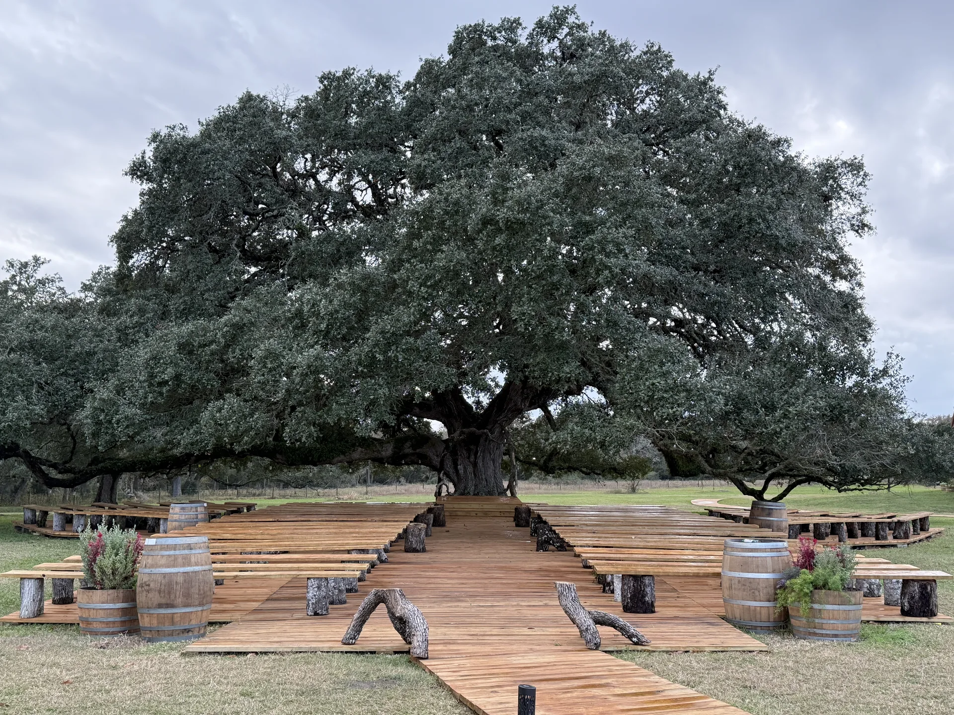 The live oak ceremony site at Twin Oaks Resort